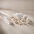 Estrellas, almejas y caracoles de mar para decoración (insumo)